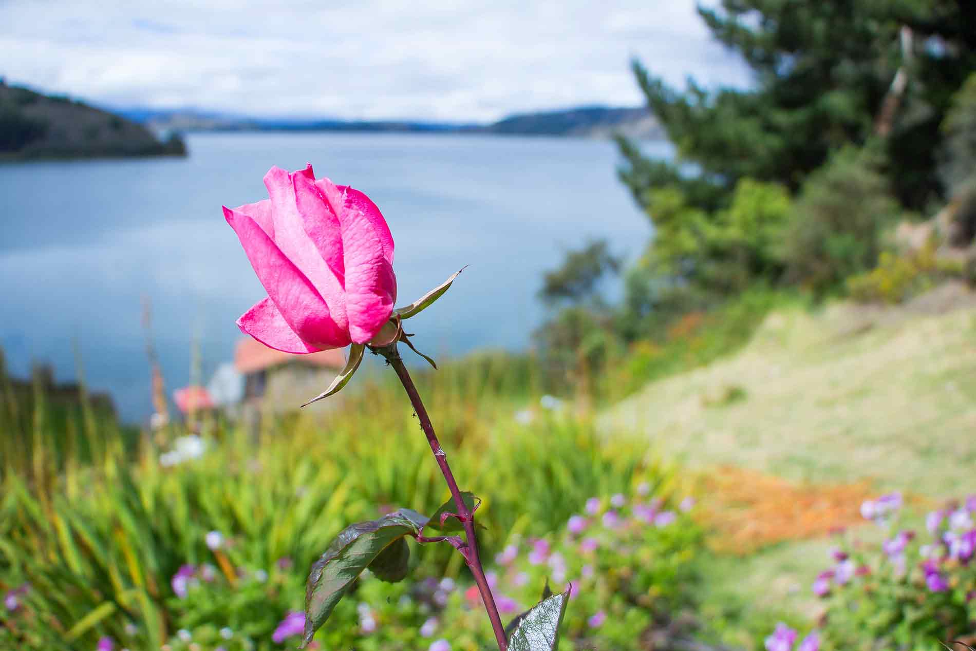 Alcaldía de Almeida