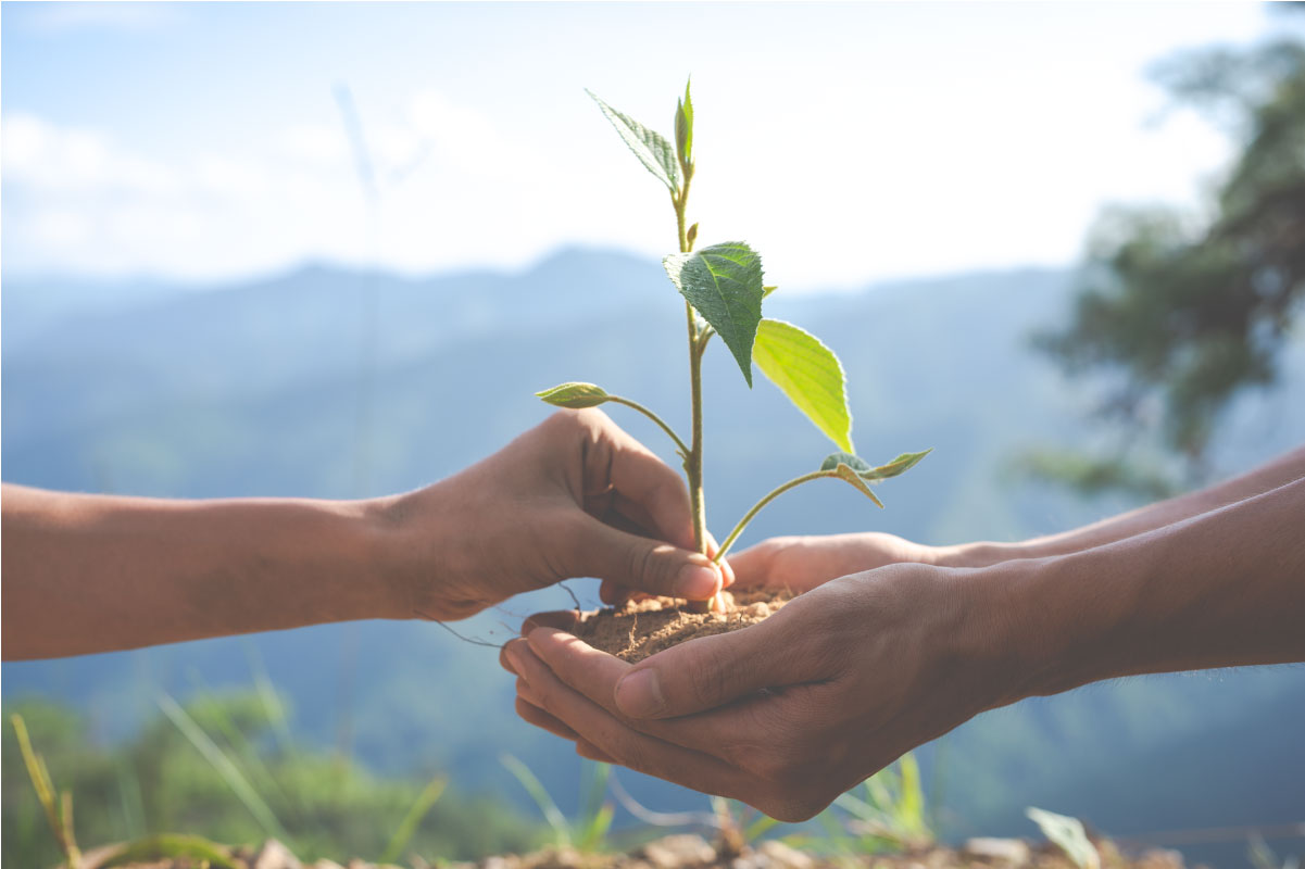 Acercamiento de las manos de dos personas en el campo, una sosteniendo sustrato entre sus manos y la otra sembrando un brote de una planta en él.
