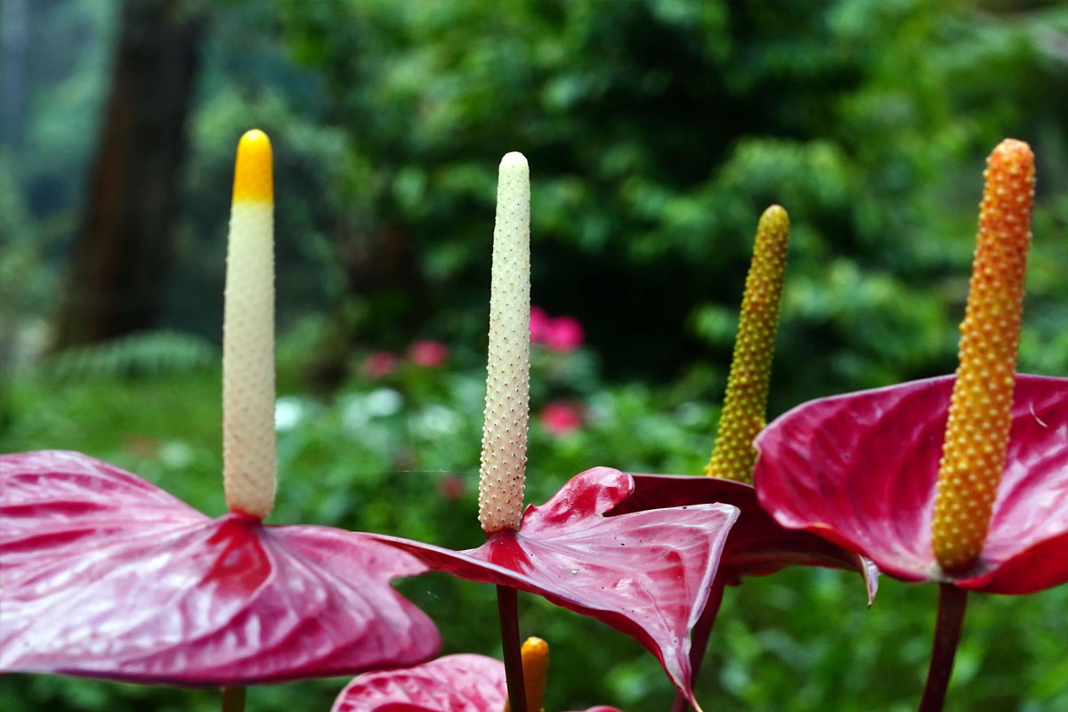 Plantas Anturios en Caldas, Antioquia