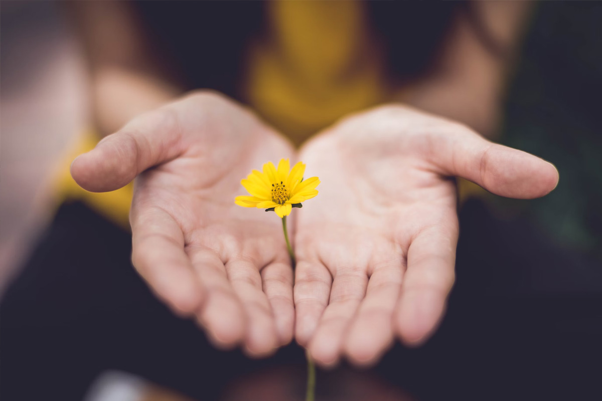 Acercamiento manos de una mujer sosteniendo una flor amarilla entre ellas