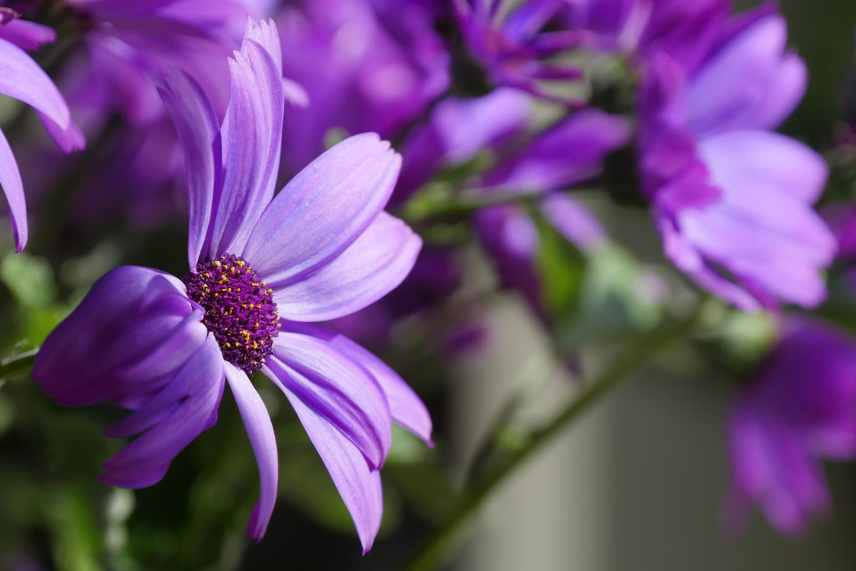 Flores moradas del municipio de Itagüí, Antioquia